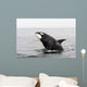 Transient Killer Whale Breaching Wall Decal