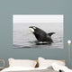 Transient Killer Whale Breaching Wall Decal