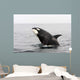 Transient Killer Whale Breaching Wall Decal