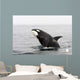 Transient Killer Whale Breaching Wall Decal