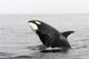 Transient Killer Whale Breaching Wall Decal