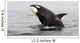Transient Killer Whale Breaching Wall Decal