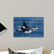 Group Transient Killer Whales Wall Decal Design 1