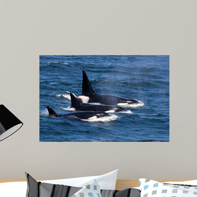 Group Transient Killer Whales Wall Decal Design 1 shown on a wall