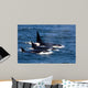 Group Transient Killer Whales Wall Decal Design 1