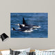 Group Transient Killer Whales Wall Decal Design 1