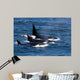 Group Transient Killer Whales Wall Decal Design 1