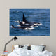 Group Transient Killer Whales Wall Decal Design 1
