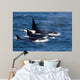 Group Transient Killer Whales Wall Decal Design 1