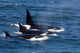 Group Transient Killer Whales Wall Decal Design 1