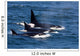 Group Transient Killer Whales Wall Decal Design 1