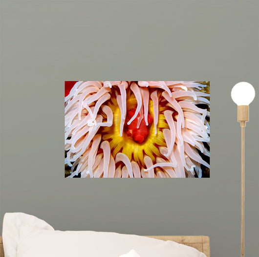 Fish-eating Anemone Urticina Piscivora Wall Decal Design 2