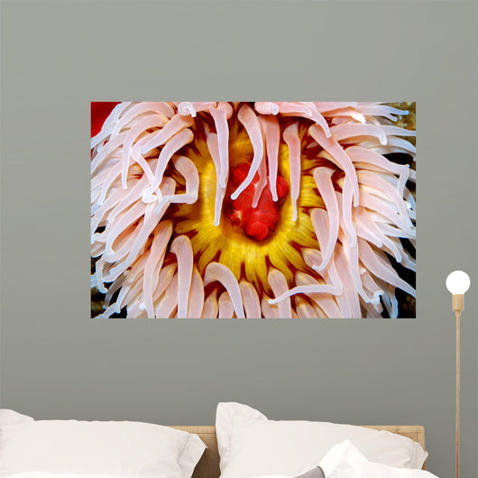 Fish-eating Anemone Urticina Piscivora Wall Decal Design 2