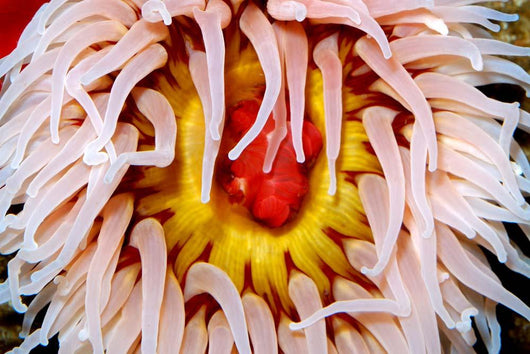 Fish-eating Anemone Urticina Piscivora Wall Decal Design 2