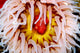 Fish-eating Anemone Urticina Piscivora Wall Decal Design 2