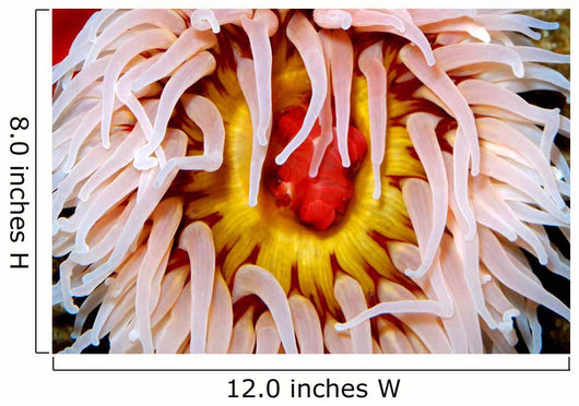 Fish-eating Anemone Urticina Piscivora Wall Decal Design 2