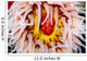 Fish-eating Anemone Urticina Piscivora Wall Decal Design 2