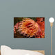 Fish-eating Anemone Urticina Piscivora Wall Decal Design 1