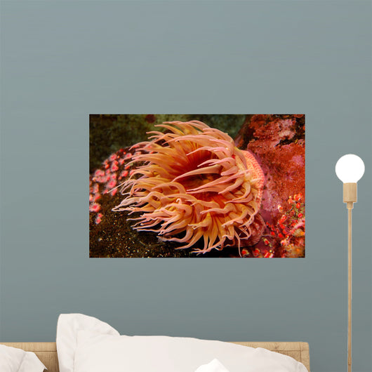 Fish-eating Anemone Urticina Piscivora Wall Decal Design 1