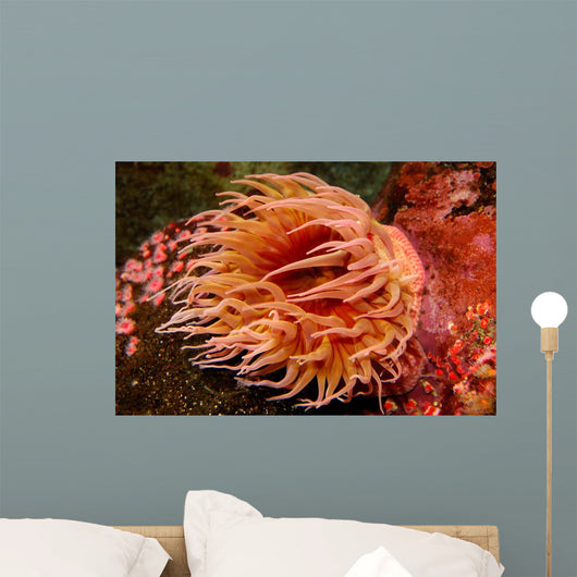 Fish-eating Anemone Urticina Piscivora Wall Decal Design 1