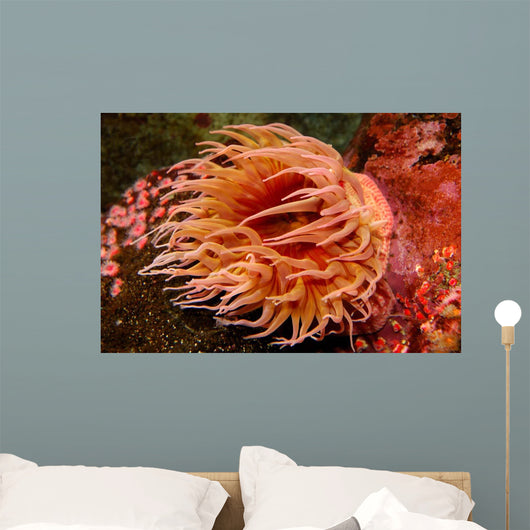 Fish-eating Anemone Urticina Piscivora Wall Decal Design 1