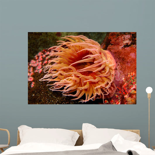 Fish-eating Anemone Urticina Piscivora Wall Decal Design 1