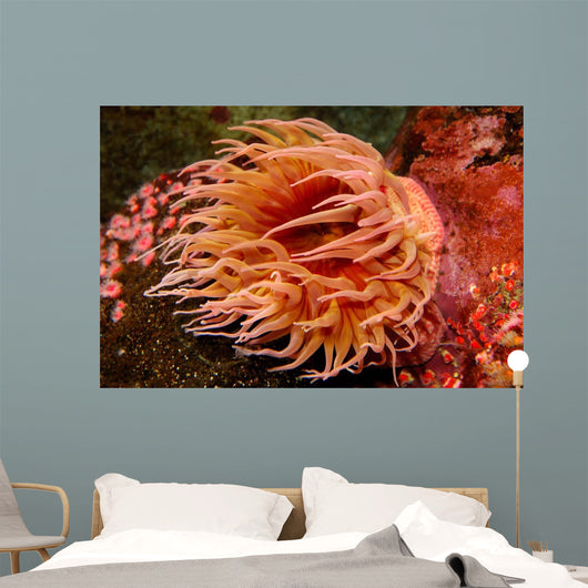 Fish-eating Anemone Urticina Piscivora Wall Decal Design 1