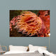 Fish-eating Anemone Urticina Piscivora Wall Decal Design 1