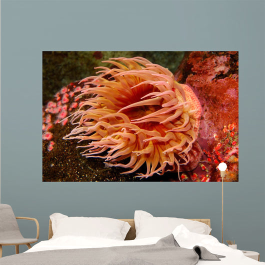 Fish-eating Anemone Urticina Piscivora Wall Decal Design 1