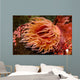 Fish-eating Anemone Urticina Piscivora Wall Decal Design 1