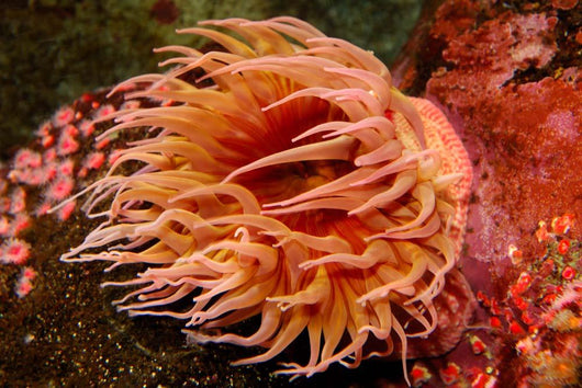 Fish-eating Anemone Urticina Piscivora Wall Decal Design 1
