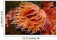 Fish-eating Anemone Urticina Piscivora Wall Decal Design 1
