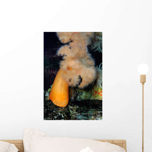 White-plumed Anemone Metridium Giganteum Wall Decal