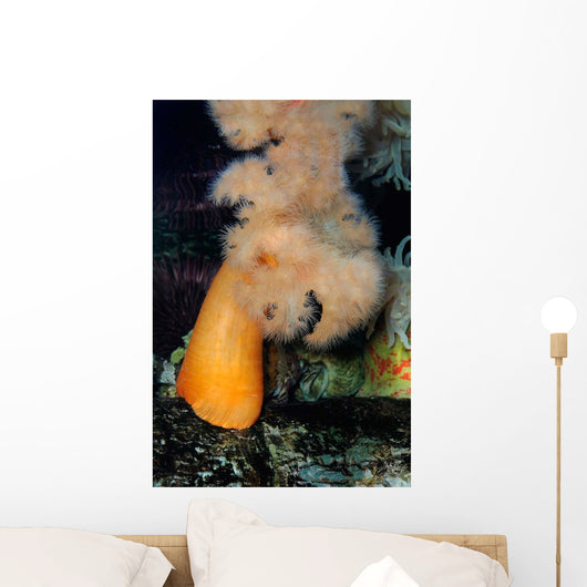 White-plumed Anemone Metridium Giganteum Wall Decal