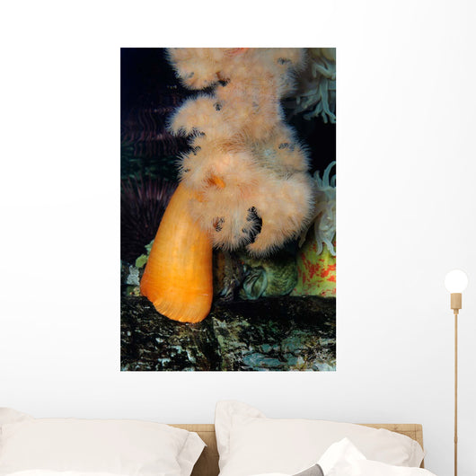 White-plumed Anemone Metridium Giganteum Wall Decal