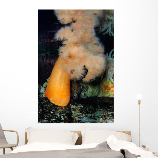 White-plumed Anemone Metridium Giganteum Wall Decal