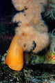 White-plumed Anemone Metridium Giganteum Wall Decal