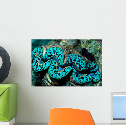 Giant Clam Tridachna Sp Wall Decal Design 2