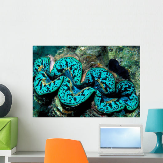 Giant Clam Tridachna Sp Wall Decal Design 2