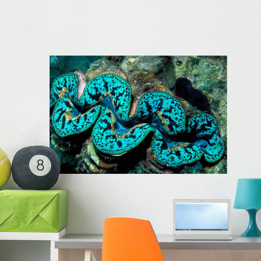 Giant Clam Tridachna Sp Wall Decal Design 2