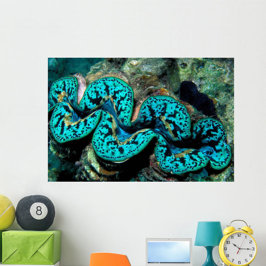 Giant Clam Tridachna Sp Wall Decal Design 2