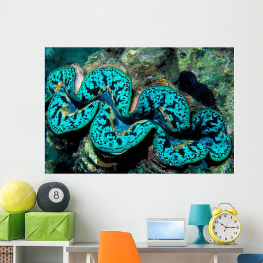 Giant Clam Tridachna Sp Wall Decal Design 2