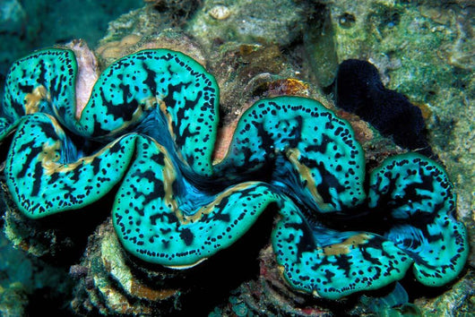 Giant Clam Tridachna Sp Wall Decal Design 2