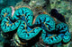 Giant Clam Tridachna Sp Wall Decal Design 2