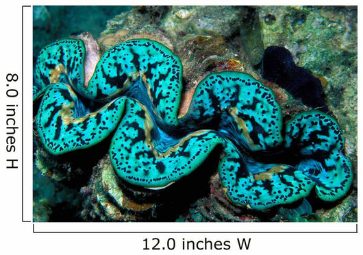 Giant Clam Tridachna Sp Wall Decal Design 2