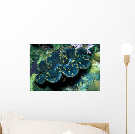 Giant Clam Tridachna Sp Wall Decal Design 1