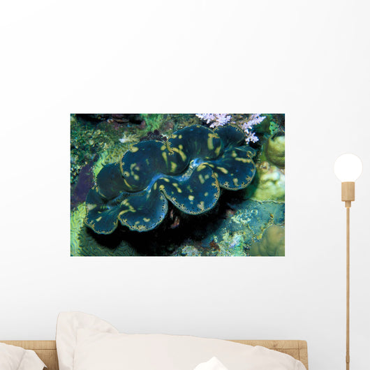 Giant Clam Tridachna Sp Wall Decal Design 1