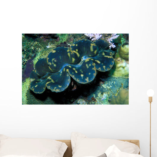 Giant Clam Tridachna Sp Wall Decal Design 1