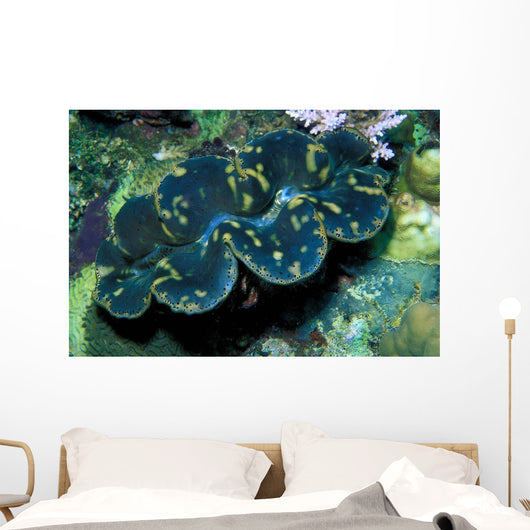 Giant Clam Tridachna Sp Wall Decal Design 1