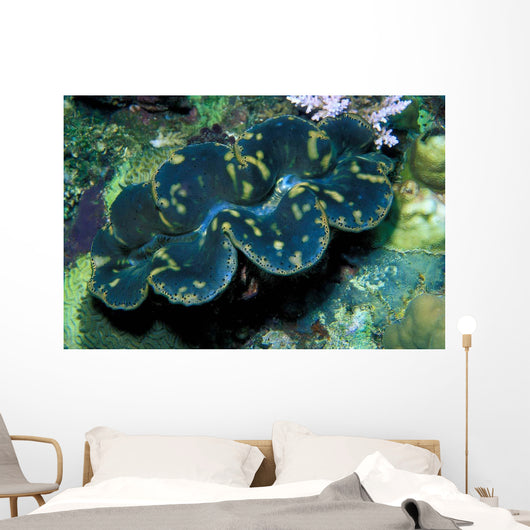 Giant Clam Tridachna Sp Wall Decal Design 1